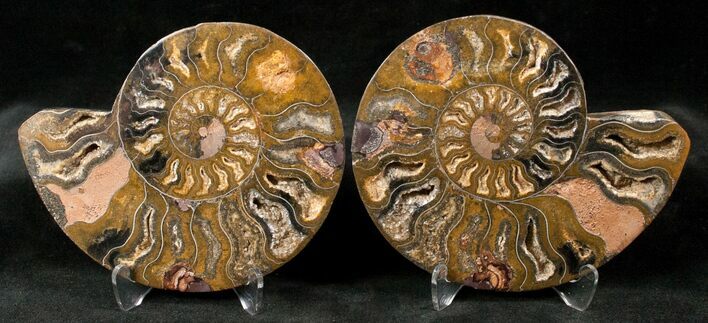 Split Black/Orange Ammonite Pair - Unusual Coloration #13177